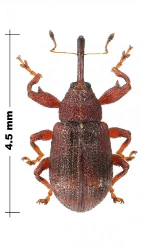 Anthonomus ulmi